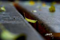 dsc_2032-1