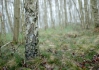 CONVAR204
