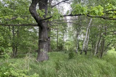 expedice-podel-ceske-hranice-opava-javornik-056