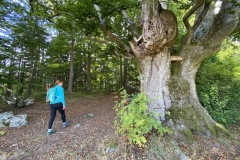 goldsteig-wanderweg-trail-marktredwitz-oberviechtach-035