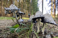 goldsteig-wanderweg-trail-marktredwitz-oberviechtach-066