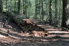 230909-12-goldsteig-wanderweg-trail-019