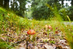 goldsteig-trail-wanderweg-dsc_4809