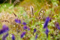 goldsteig-trail-wanderweg-dsc_4816