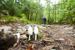 goldsteig-trail-wanderweg-dsc_4821