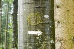 goldsteig-trail-wanderweg-dsc_4846