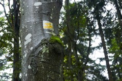 goldsteig-trail-wanderweg-dsc_4848
