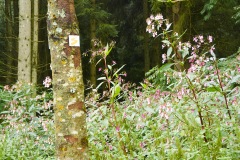 goldsteig-trail-wanderweg-dsc_4850