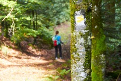 goldsteig-trail-wanderweg-dsc_4862
