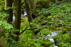goldsteig-trail-wanderweg-dsc_4873
