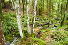 goldsteig-trail-wanderweg-dsc_4878