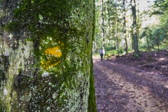 goldsteig-trail-wanderweg-dsc_5085-1