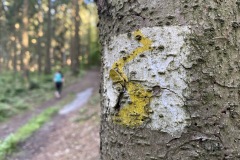 goldsteig-wanderweg-trail-10-11-12-104