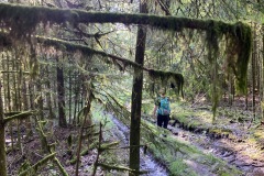 goldsteig-wanderweg-trail-10-11-12-121