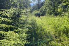 goldsteig-wanderweg-trail-10-11-12-123