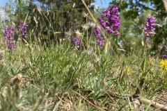 krajem-tri-rek-rokytna-oslava-jihlava-200-05-03-14.25.47