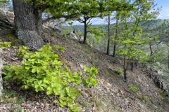 krajem-tri-rek-rokytna-oslava-jihlava-200-05-03-16.19.26