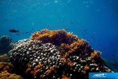 indonesia-2010--033