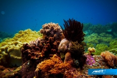 indonesia-2010--039