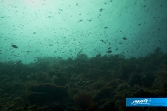 indonesia-2010--054
