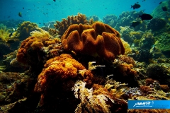 indonesia-2010--058
