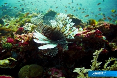 indonesia-2010--073