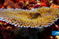 indonesia-2010--077