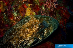 indonesia-2010--147