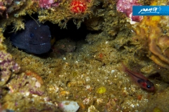 indonesia-2010--166