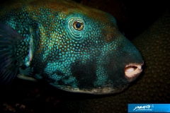 indonesia-2010--193