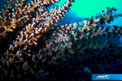 indonesia-2010--257