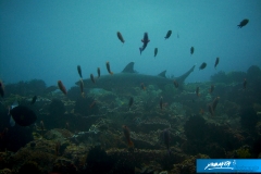 indonesia-2010--311