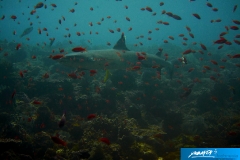 indonesia-2010--313
