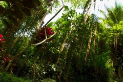 indonesia-2010--377