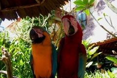 indonesia-2010--381