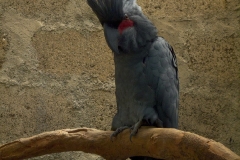 indonesia-2010--383