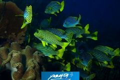 xkomodo17