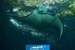 xkomodo24