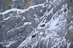 170115-krippenstein-freeride-yabasta-cz-2194